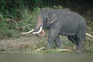 Elephant au bord du lac Kabini
