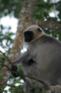 Macaque dans un arbre