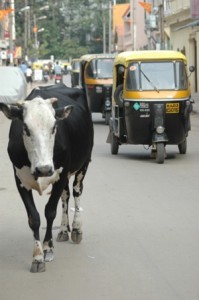 vache sur la route