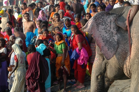 Elephant_arrivant_pour_se_baigner_dans_le_Gange