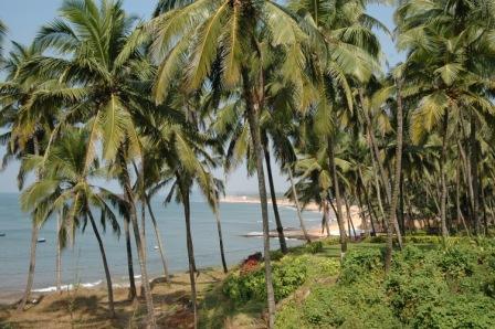 Palmiers_Goa