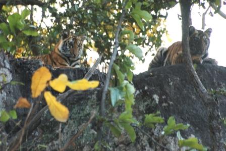 Tigres_Bandhavgarh