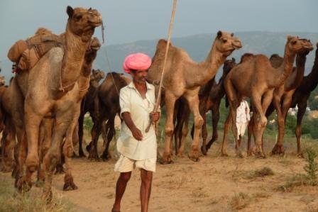 En_route_pour_le_bush_pour_nourrir_les_chameaux