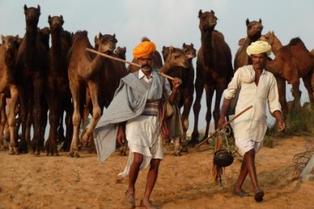 Nomades_du_Rajasthan_avec_leurs_chameaux_Pushkar_fair
