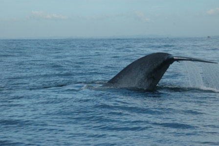 Baleine_Sri_Lanka