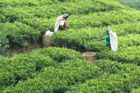Cueilleuses de thé au Sri Lanka