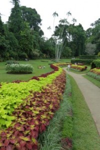Jardin_botanique_Kandy