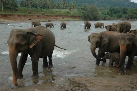 Orphelinat_d_elephants_Sri_Lanka